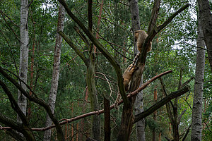 Tierpark Teilbereich Freigehege