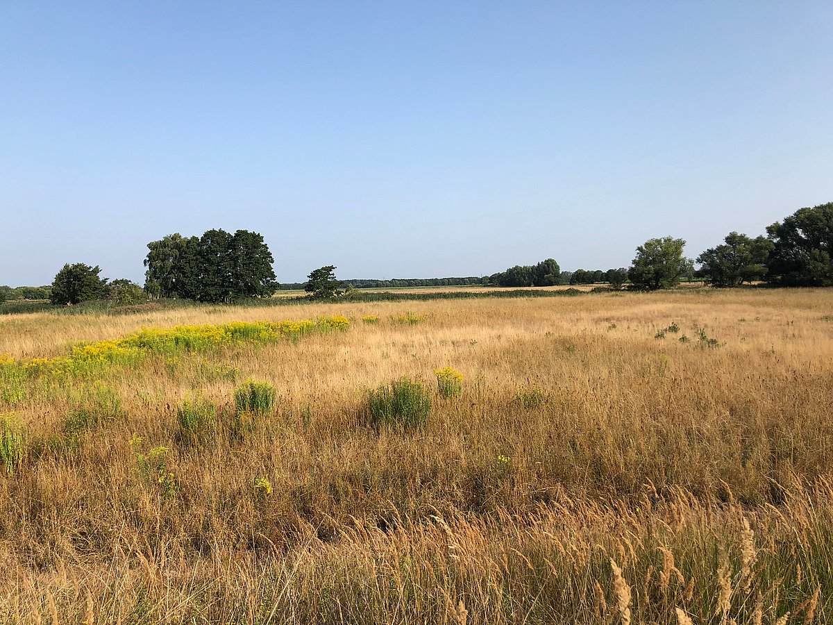 Freies Feld