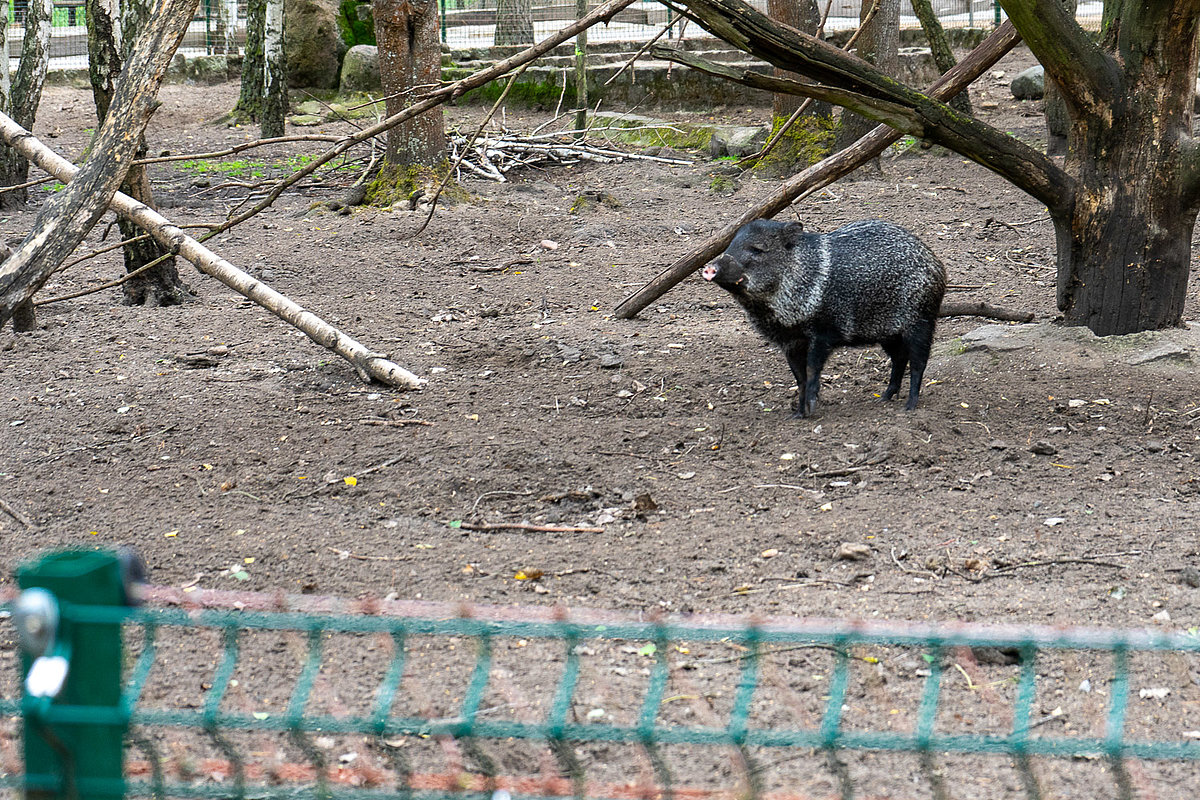 Tier- Freizeit- und Saurierpark